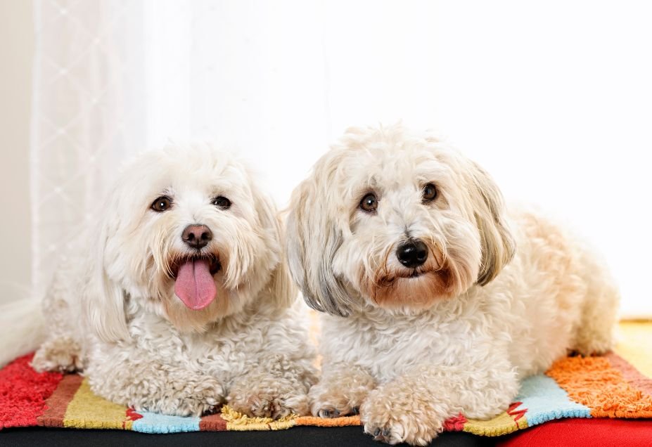 How To Groom a Coton De Tulear